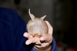 Concombre de mer (Scotoplanes globosa) - Copyright: G. Chapelle / IPF / Alfred Wegener Institut