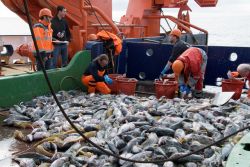 Pêche miraculeuse - Copyright: G. Chapelle / IPF / AWI