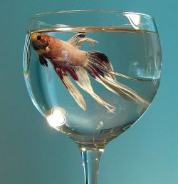 poisson dans un verre à vin