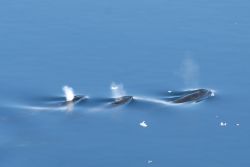 Trois petits rorquals émergeant dans une mer d'huile - Copyright L. Lehnertt / Alfred Wegener Institut