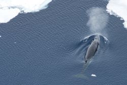 Minke Whale in the sea ice