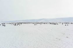 Online view of the Polar Region: a penguin colony in Antarctica.