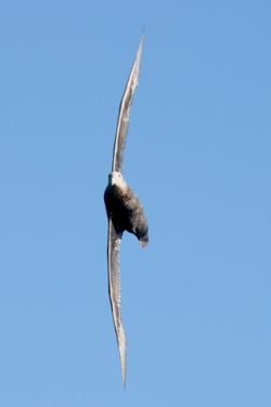 Le vol acrobatique du pétrel géant dans le ciel de Patagonie - Copyright: G. Chapelle / IP / Alfred Wegener Institut