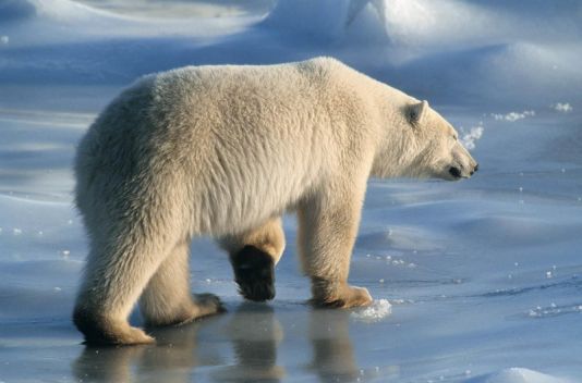 Polar bear on sea ice, Churchill, Canada