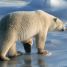 Polar bear on sea ice, Churchill, Canada