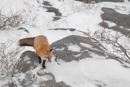 Renard roux en automne, Churchill, Canada