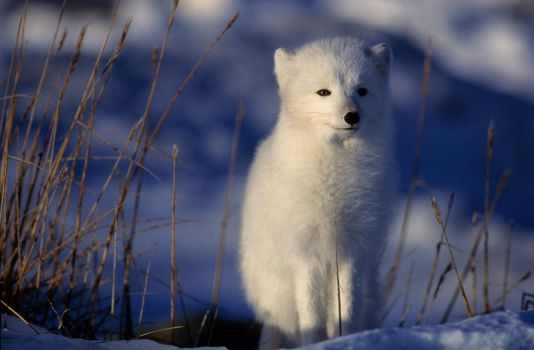 Polar fox in Hudson Bay, Churchill, Canada