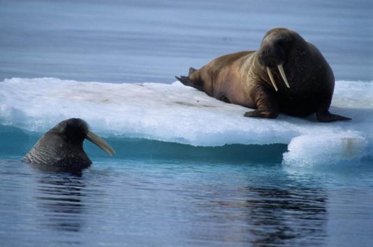 Morses se reposant sur un iceberg, Spitzberg