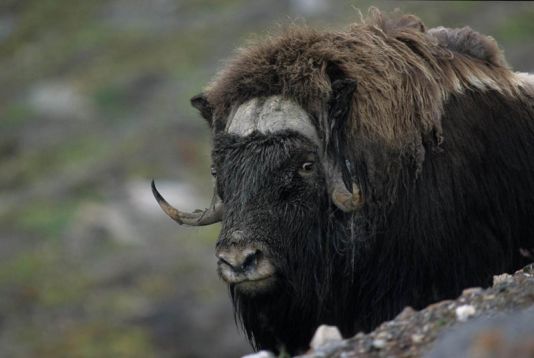 Musk ox male, Ellesmere island, Canada