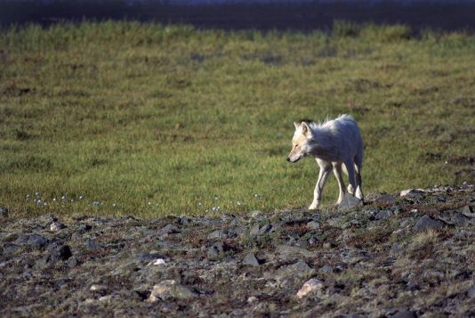 Jeune loup arctique dans une vallée verdoyante, île d'Ellesmere, Canada