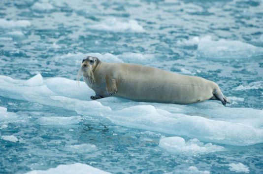 Bearded seal resting in the summer sun, Spitzberg