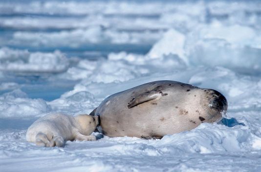 Seal of Greenland with his baby in March, Madeleine Island, Canada