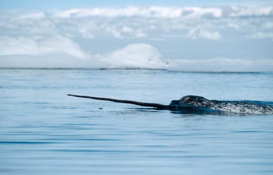 Narwhal in a lead in Baffin Bay, Canada