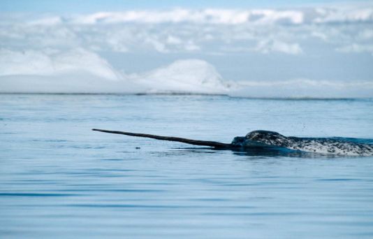 Narval dans un « lead » en Terre de Baffin, Canada