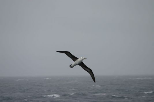 Albatros a sourcils noirs