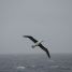 Black-browed albatros