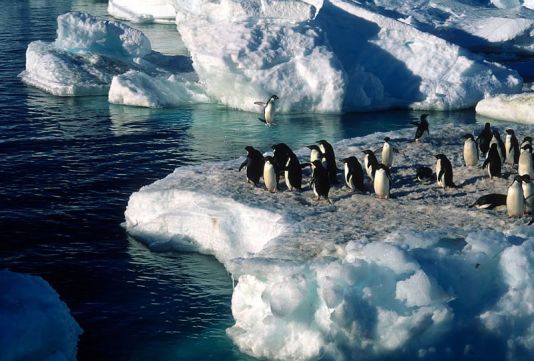 Adelie penguins