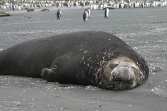 Elephant seal (rather sleepy)