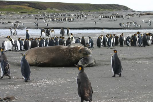 Elephant seal surrounded by penguins