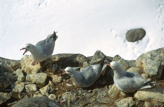 Antarctische stormvogels