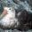 Antarctische fauna