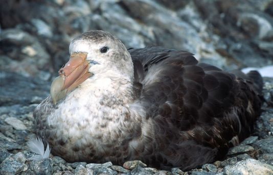 Reusachtige stormvogel