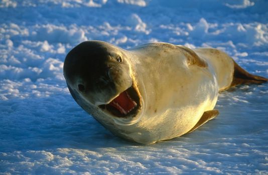 Leopard seal