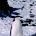 Antarctische fauna
