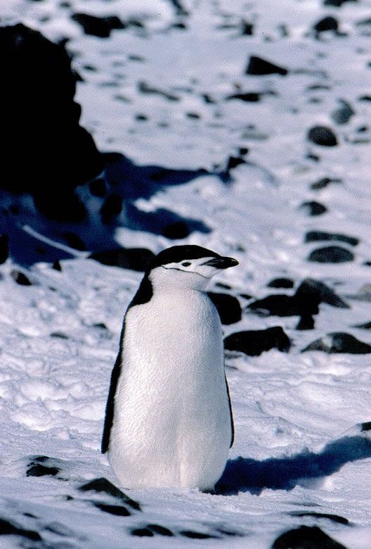 Chinstrap penguin