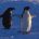 Antarctic fauna