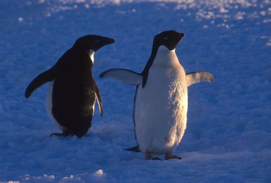 Adelie penguins