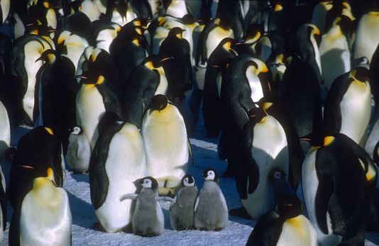 Emperor penguins with their chicks