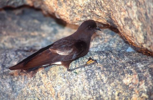 Wilson's storm petrel