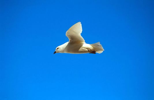 Snow petrel