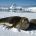 Antarctic fauna