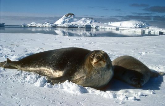 Weddell zeehond met pup