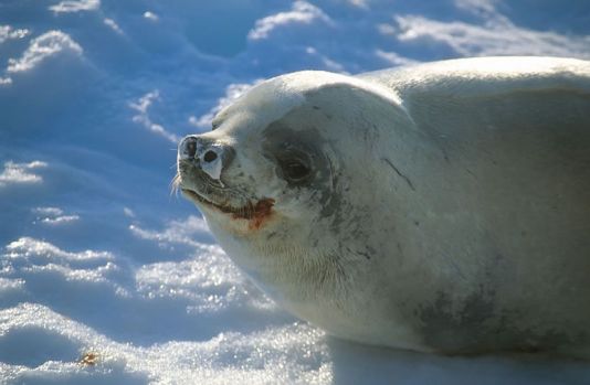 Crab-eater seal

