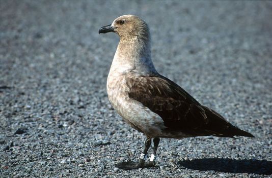 Antarctic skua