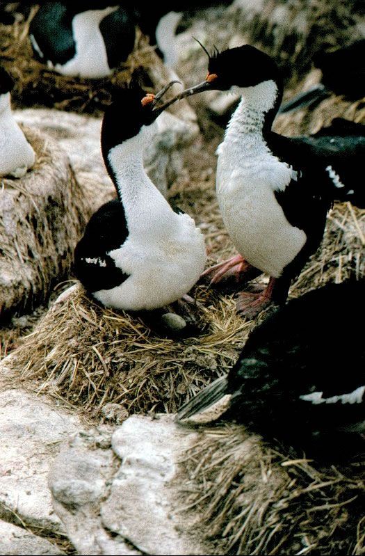 Blue-eyed shags