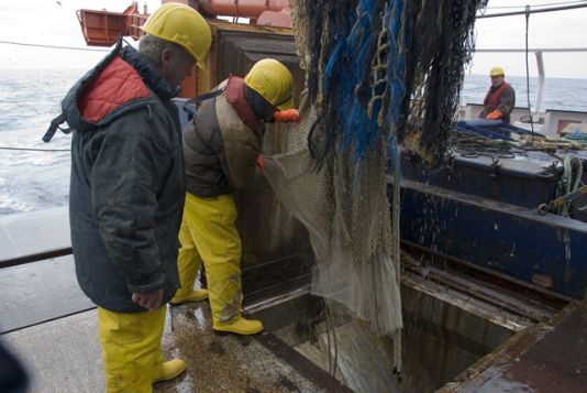 The bottom trawl catch is emptied directly into the wet laboratoty where it will be sorted