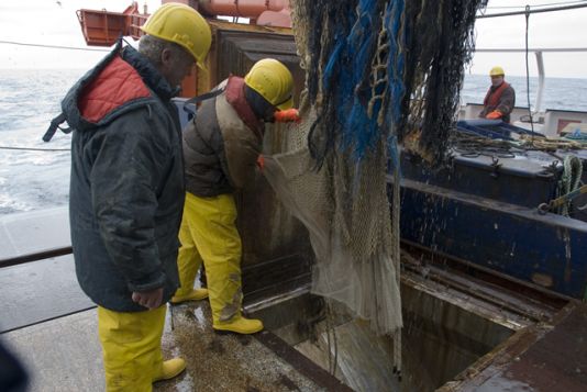 Le contenu du chalut à poissons descend directement par une trappe dans le labo où il sera traité.