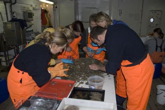Olaf, Gesche and other scientists in the big wet lab sorting the benthos (sea floor fauna) as the by-catch of the bottom trawl