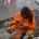 Antarctic marine biology (scientific activities)
