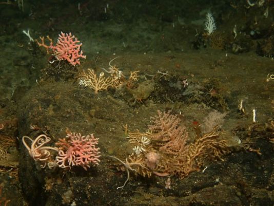 Pink hydrocoral