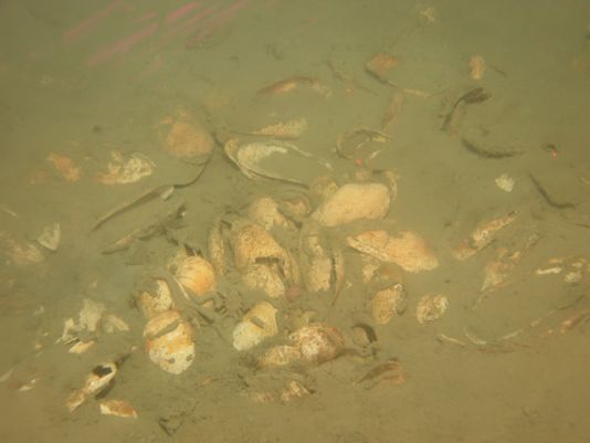 Clam shells