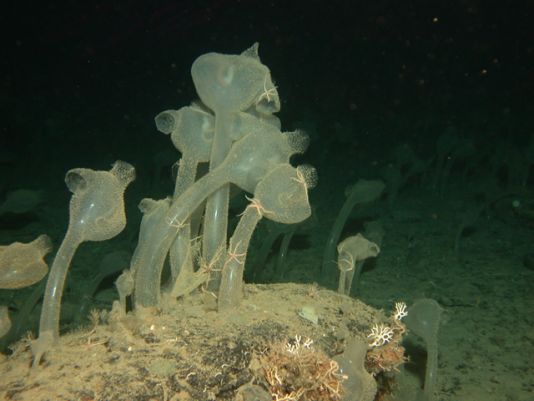 Ascisdians