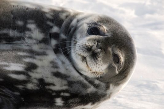 Nieuwsgierige jonge Weddell Zeehond