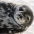 Inquisitive young Weddell Seal