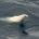 Marine mammals from Antarctica