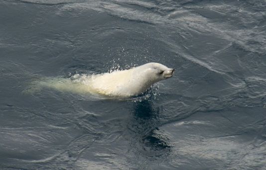 Krabetende zeehond, de meest algemene van de Antarctische zeehonden en ook een gespecialiseerde krill predator.